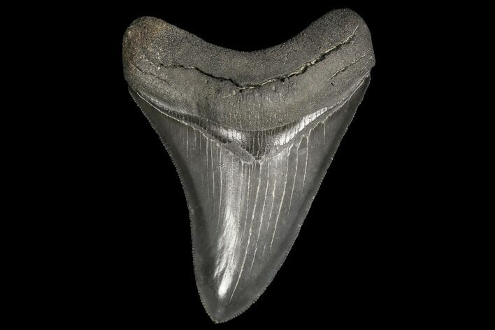 Serrated, Fossil Megalodon Tooth - Killer Meg Tooth #125580